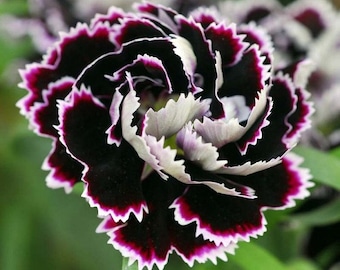 30 seeds Dianthus barbatus,  black white Sweet William tall - perennial