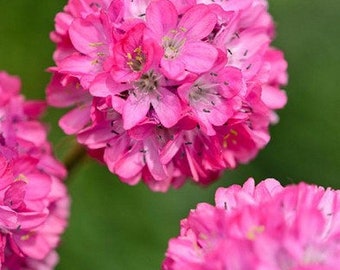 15 seeds Cute Armeria (Armeria Maritima Splendens) perennial
