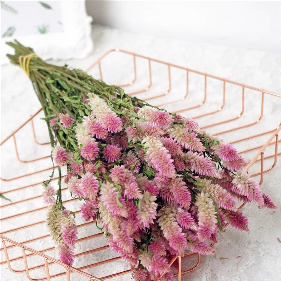 50 semillas de Celosia (Celosia Spicata Flamingo)