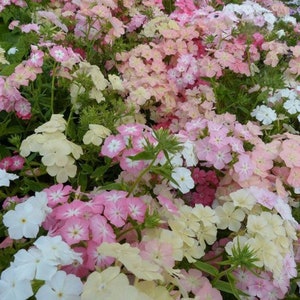 50 seeds Lovely Dwarf Beauty Phlox Of sheep pastel mix 200 seeds