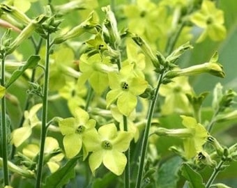 25+seeds   Nicotiana Tobacco flowers Nicotiana x Sandrea - Lime green (annual)