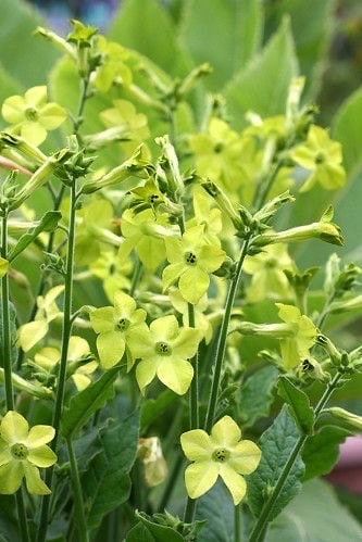 25+seeds   Nicotiana Tobacco flowers Nicotiana x Sandrea - Lime green (annual)