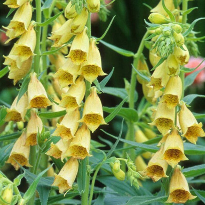 50 Seeds Elegant Cottage Garden Flower Heirloom Yellow Etsy