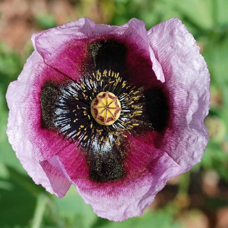 50 Seeds Heirloom Pepperbox Breadseed Poppies Mix Etsy