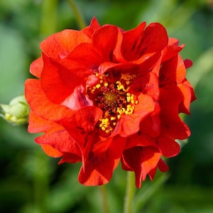 15 seeds Rare Geum chiloense Red Dragon Avens