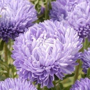 50+ Samen der wunderschönen Pfingstrose Hellblaue China Astern