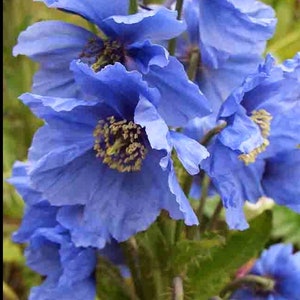 10 seeds blue Poppy Himalayan Meconopsis Betonicifolia image 1