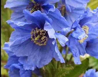 10 seeds blue Poppy Himalayan" (Meconopsis Betonicifolia)