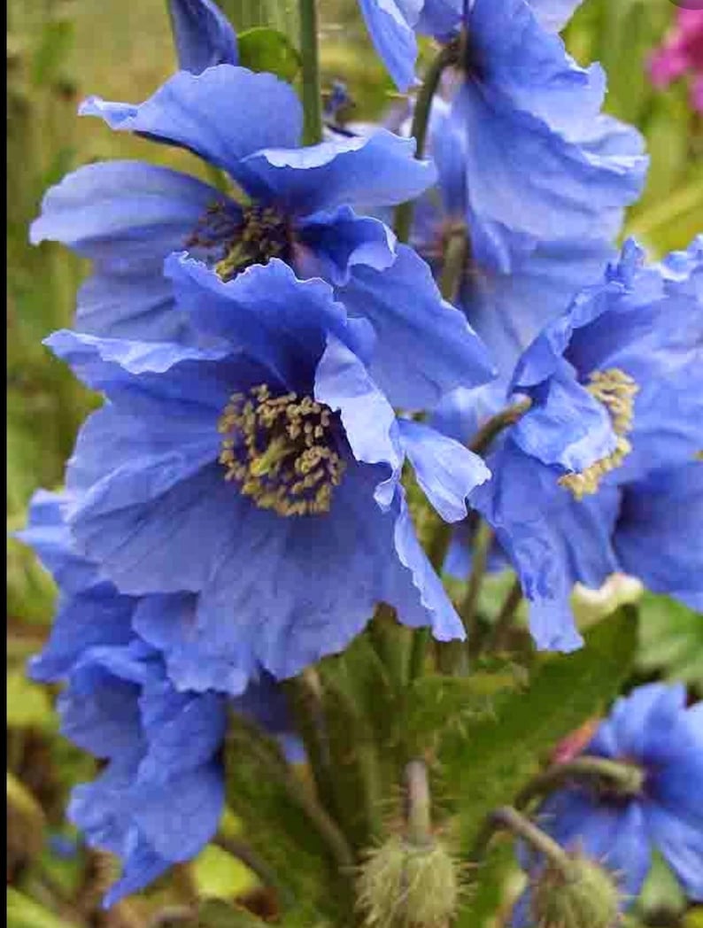 10 seeds blue Poppy Himalayan Meconopsis Betonicifolia image 1