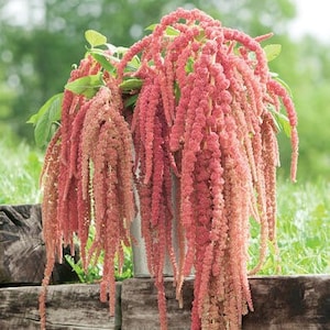 50 seeds Amaranthus Seeds - Coral