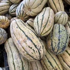10 Seeds Non-GMO Honey Boat DELICATA Squash Seeds - Cucurbita pepo / Bohemian Style / Peanut Squash