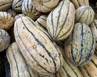 10 Seeds Non-GMO Honey Boat DELICATA Squash Seeds - Cucurbita pepo / Bohemian Style / Peanut Squash