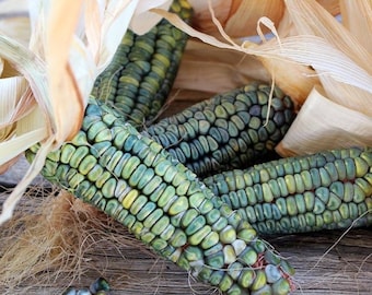 May include: Close-up of several ears of blue corn, with kernels in shades of blue, green, and yellow. The corn is partially wrapped in dried, tan husks and sits on a weathered wooden surface. A few loose kernels are scattered nearby.
