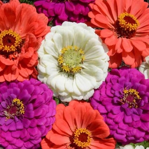 50 seeds lovely Zinnia Elegans Lovely Fairy Seeds