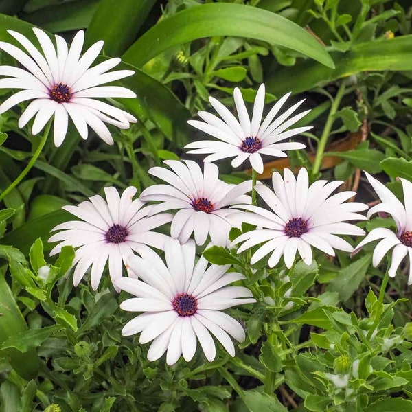 25 seeds Ice white African Daisy