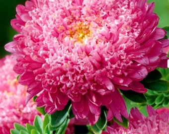 May include: Close-up of a vibrant pink aster flower with a yellow center. The petals are densely packed, creating a full, textured appearance. Green leaves provide a contrasting backdrop. A beautiful floral arrangement.