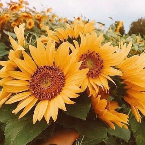 10 seeds Pro-cut Peach Sunflower Seed