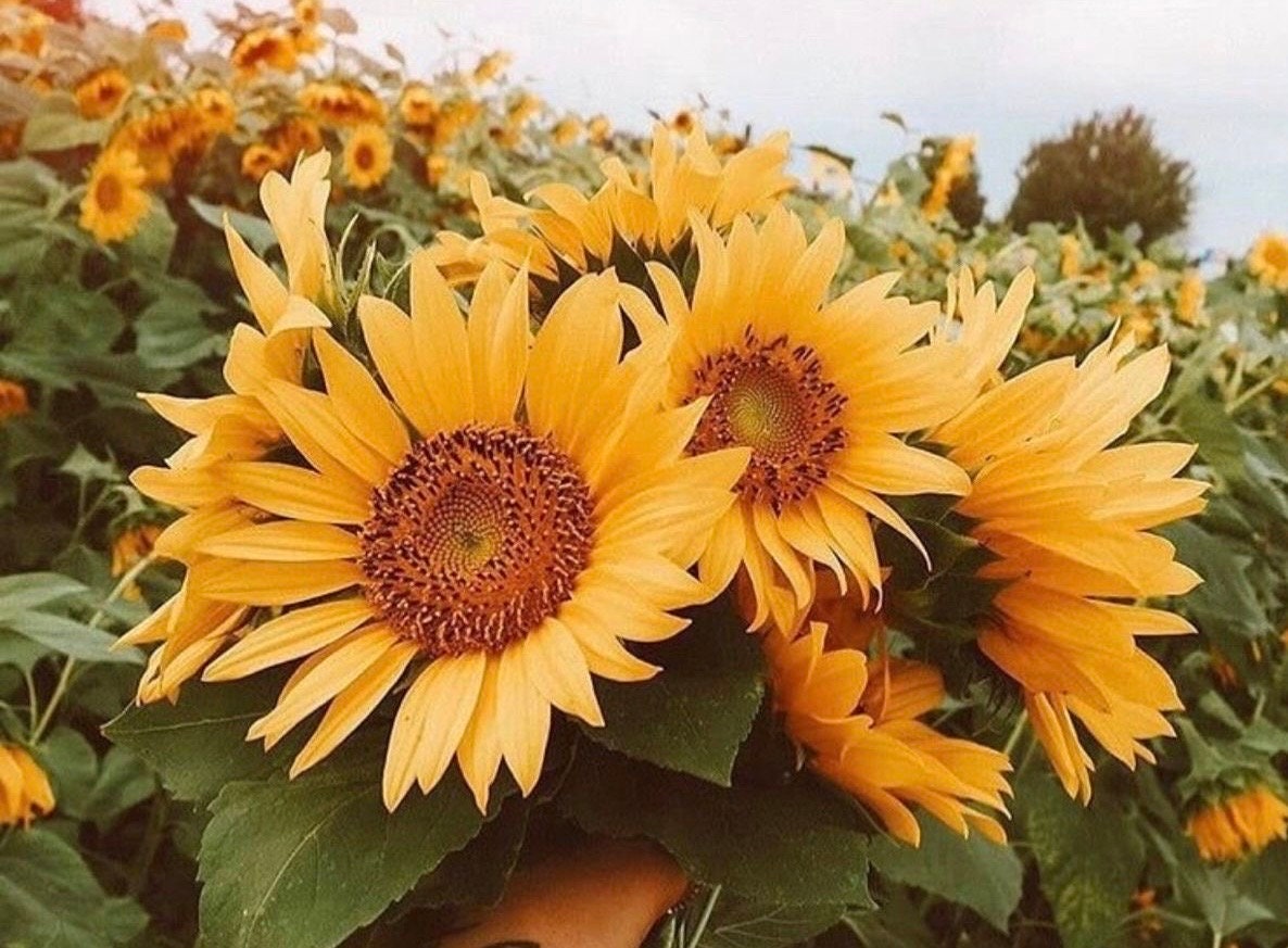 10 Seeds Pro-cut Peach Sunflower Seed - Etsy Canada