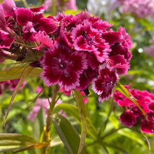 50 zaden Dianthus barbatus, paars Sweet William tall - vaste plant