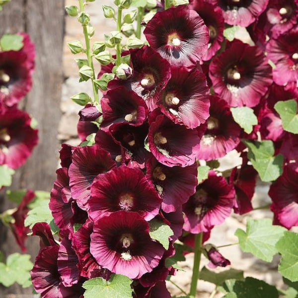 20 Seeds Burgundy Hollyhock Indian Spring Holly Hock Seeds (Perennial)