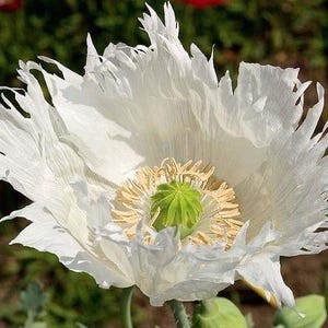 50+ Samen weißer Mohn Papaver somniferum Schneeflocke