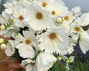 20 samen Neuheit und schöne Cupcake White Cosmos