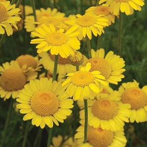 50 seeds Marguerite Daisy Yellow Anthemis Tinctoria Kelwayi Perennial image 1