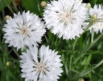 40 seeds organic Annual Centaurea cyanus ,Cornflower Seeds - white