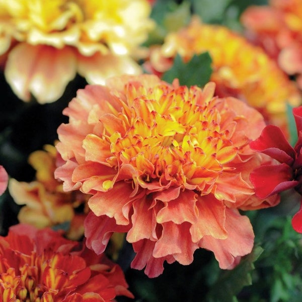 15  seeds Marigold, Strawberry Blonde Tagetes patula