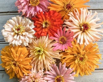 20 samen Zinnie ‘Cactus Flowered Mix’Zinnia elegans