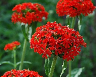 80+ seeds lovely Maltese Cross Lychnis chalcedonica