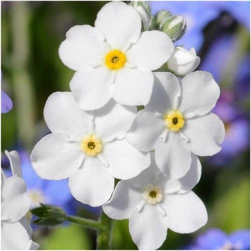 100 seeds Forget-Me-Not Myosotis Sylvatica Mystic- White