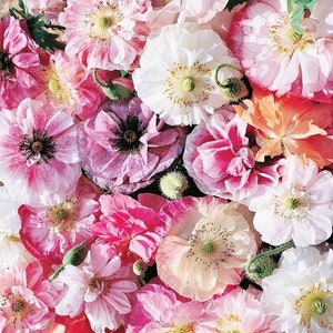 50 seeds Shirley Poppies Angel’ Choir (PAPAVER RHOEAS)