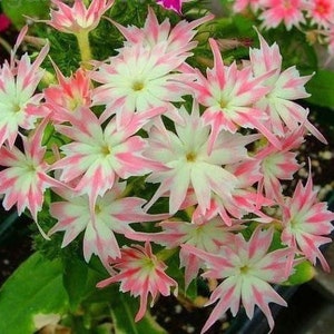 50 seeds Drummond’s Phlox Twinkle Star mixed
