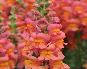 50 + seeds wonder orange tall Snapdragons ( Antirrhinum majus )