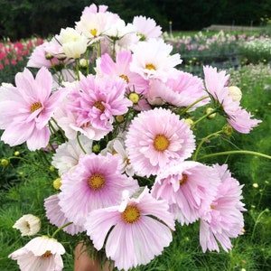 Può includere: Un bouquet di fiori di cosmea rosa e bianchi, con centri gialli. I fiori hanno petali delicati e sono disposti vicini. Lo sfondo è una vista sfocata di un giardino.