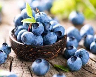 30 seeds Sweet Organic Blueberry seeds (vaccinium myrtillus)