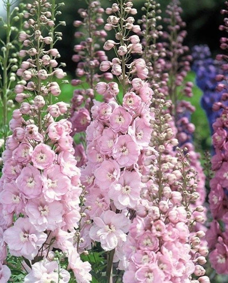 50 Seeds Cottage garden Cut flower Seeds Baby pink image 4