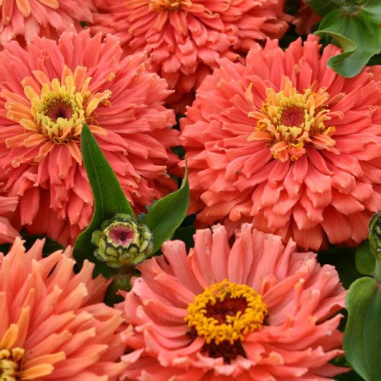 30 seeds lovely Senora Salmon pink Zinnias Seeds Etsy