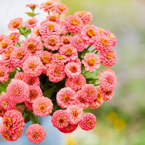 50 seeds ZINNIA – Lilliput Salmon