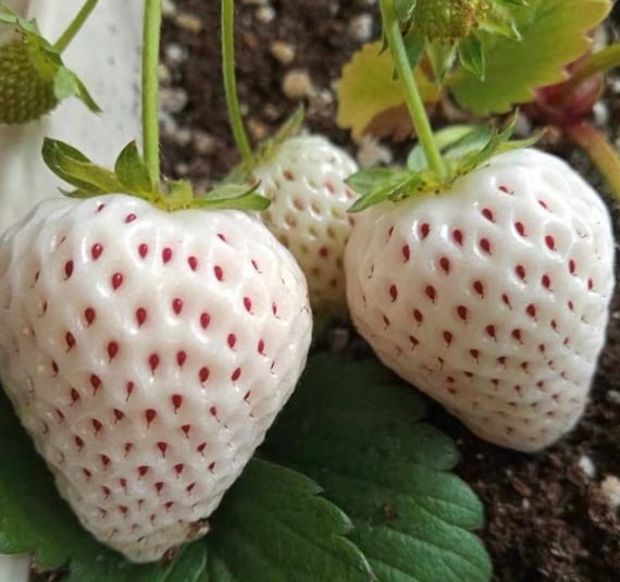20 +seeds Pineberry White Strawberry - Etsy