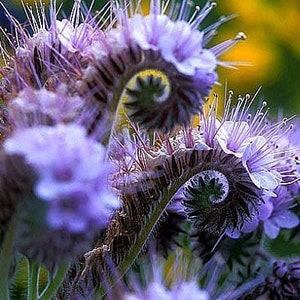 100+seeds Fiddleneck / Lacy Phacelia (Phacelia tanacetifolia)