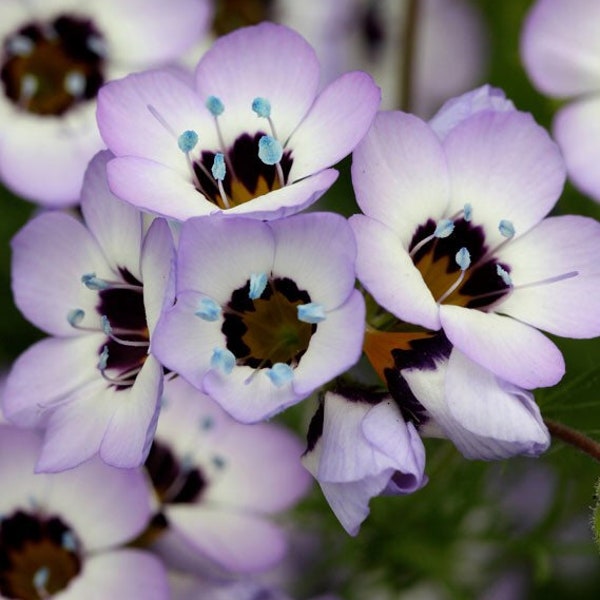 100 Samen schöne einjährige Wildblumen Bird's Eyes Gilia