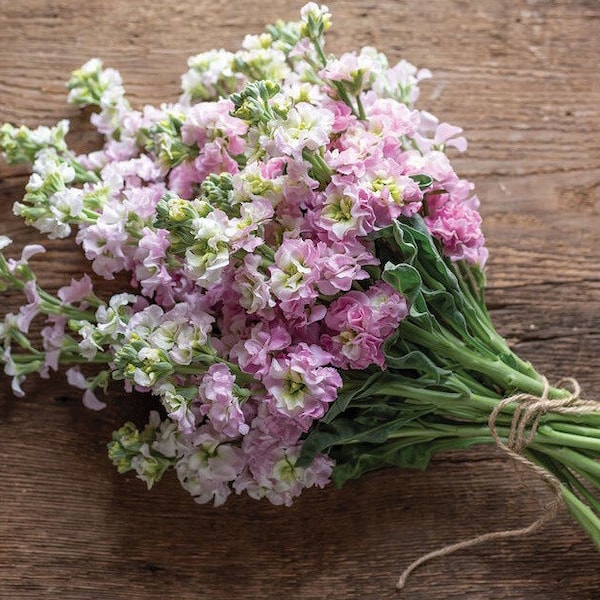 30 seeds stock Seeds - Katz CHERRY BLOSSOM, Matthiola incana