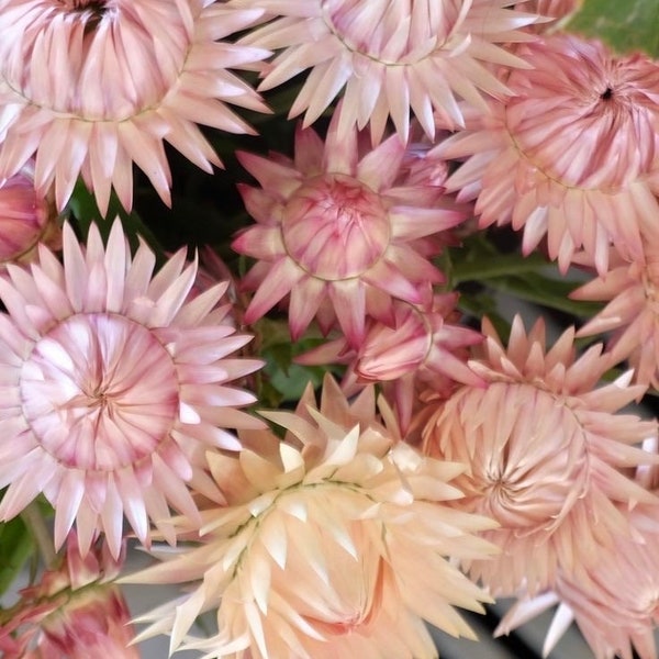 50 +seeds Unique  Strawflower Seed - ivory with pink