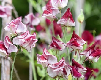 10 +seeds organic sweet Red white twist (Lathyrus odoratus)