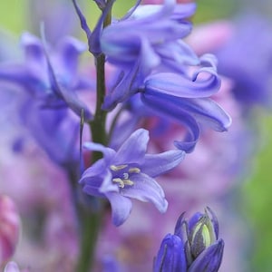 25 seeds lovely Spanish bluebell Hyacinthoides hispanica (syn. Endymion hispanicus - Blue