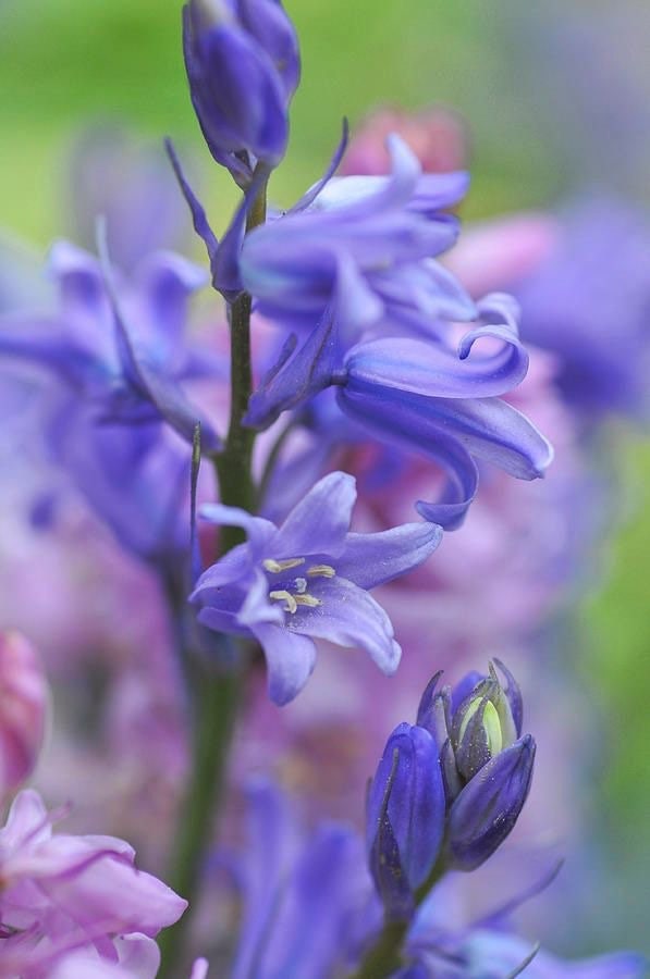 25 semillas de la hermosa campanilla española Hyacinthoides hispanica (sin. Endymion hispanicus - Azul)