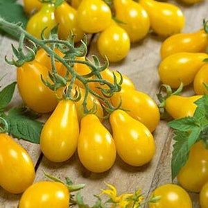30 seeds Sweet Sweet Yellow Pear Tomatoes seeds Organic