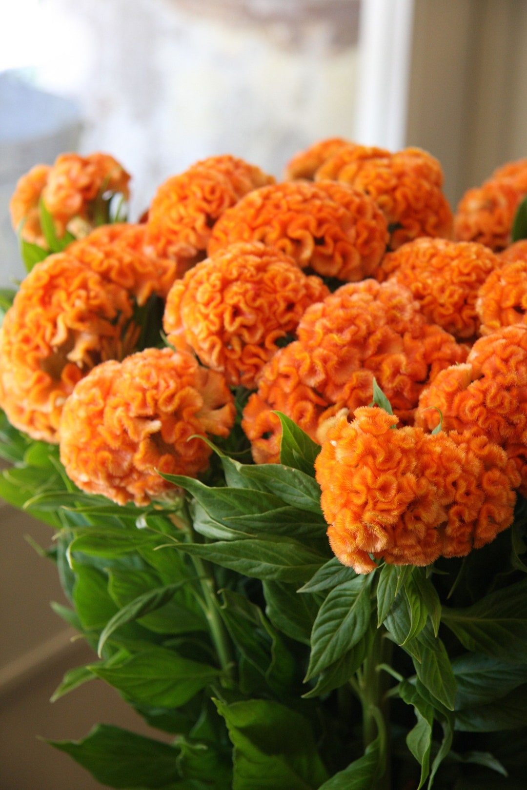 35 Seeds Orange Queen Cockscomb Celosia Cristata Annual - Etsy Canada